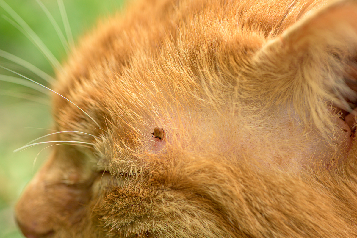 Five of 2023's Top Flea Remedies for Cats