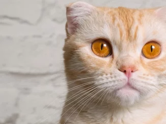Exploring 8 Dynamic Orange Cat Breeds for Enthusiasts of Flame-Hued Feline Companions