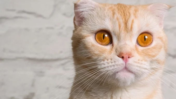 Exploring 8 Dynamic Orange Cat Breeds for Enthusiasts of Flame-Hued Feline Companions
