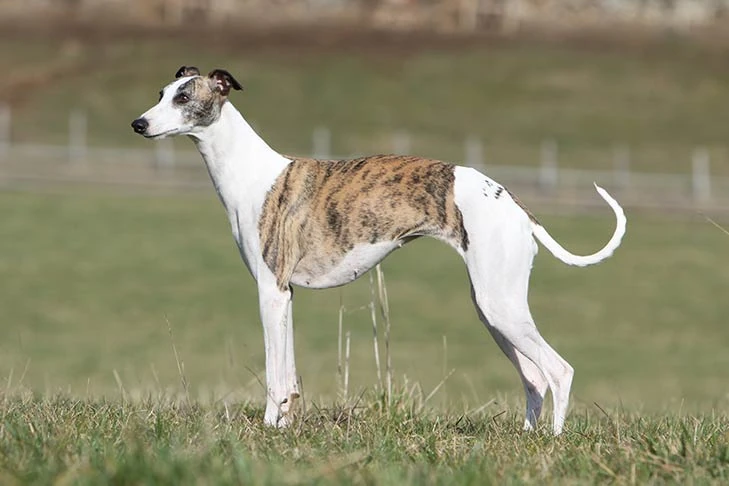The Whippet: A Gentle and Affectionate Sighthound with Graceful Charms