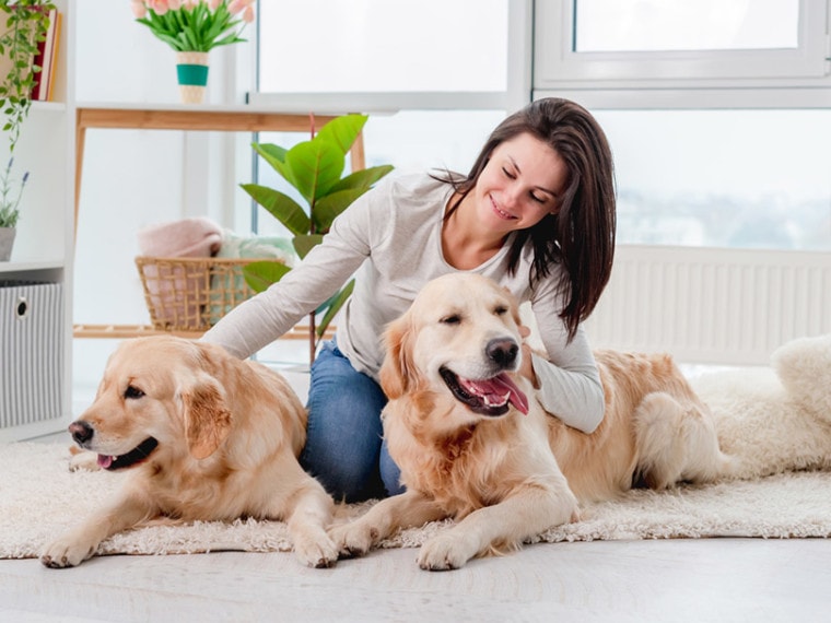Revolutionizing Pet Care: Wagginton Innovative Solutions for a Cleaner, Healthier Environment